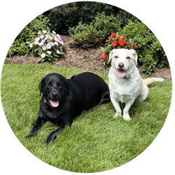 Dogs cared for by Pets2Walk