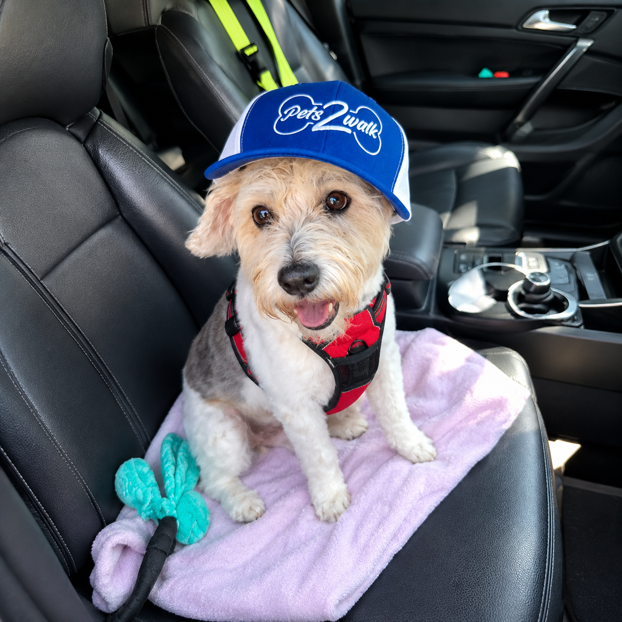Love Pets? Join Our Team.
